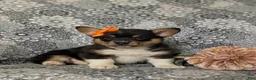 Welsh Corgi Pembroke dogs for sale: Marta AKC Registered - Ad 4