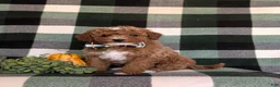 Cavapoo dogs for sale: Forest Hypoallergenic - Ad 1