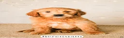 Goldendoodle dogs for sale: Berenstain - Ad 21