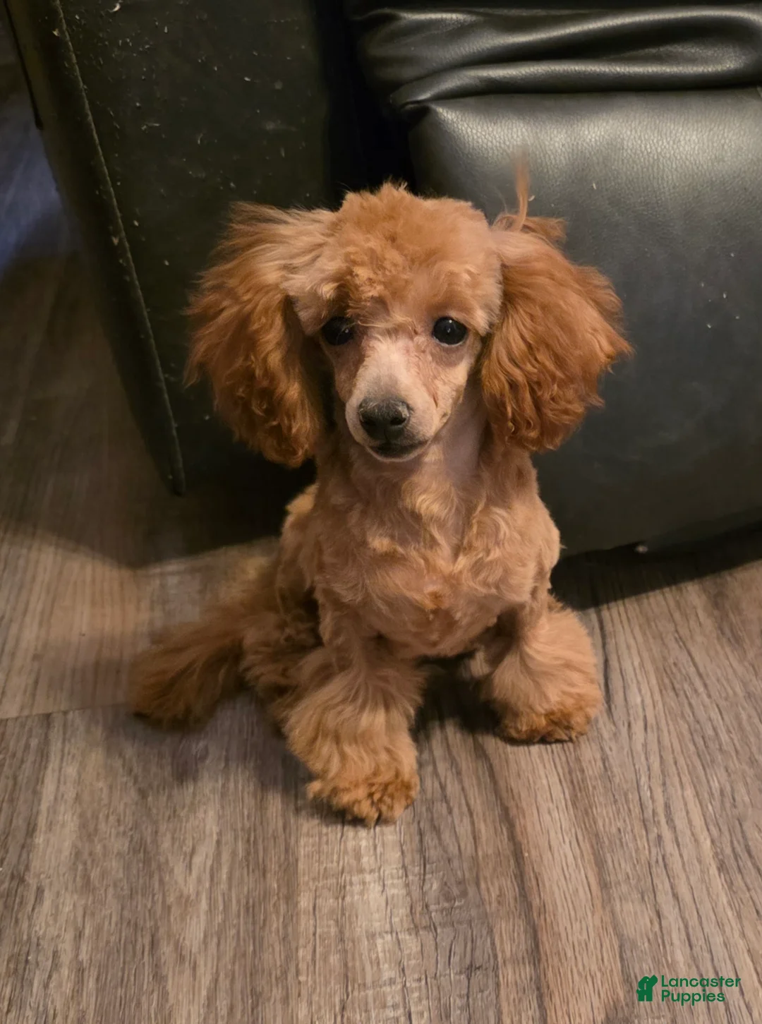 Toy Poodle dogs for sale: Rocky  - Ad 1