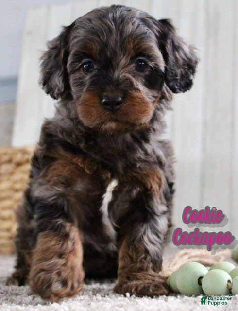 Cockapoo dogs Cookie - Ad 10