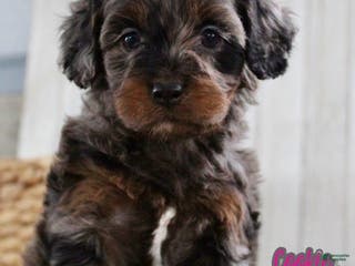 Cockapoo dogs Cookie - Ad 30