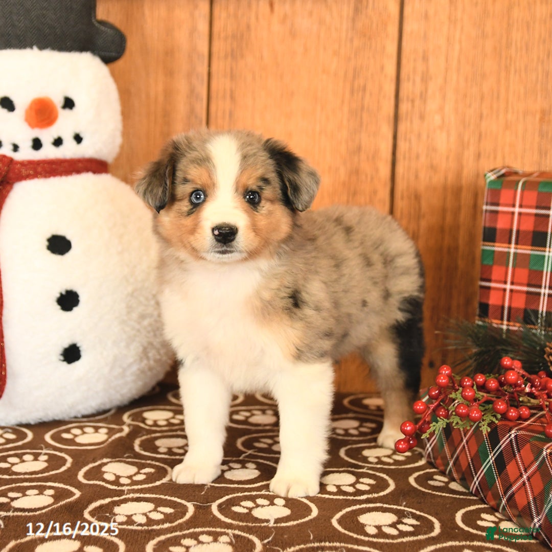 Miniature Australian Shepherd dogs for sale: Jax - Ad 4