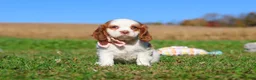 Cavalier King Charles Spaniel dogs for sale: Lola - Ad 1