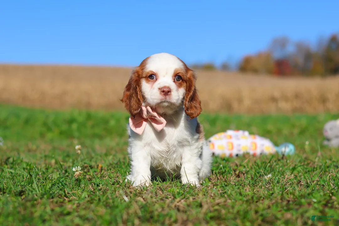 Cavalier King Charles Spaniel dogs for sale: Lola - Ad 1