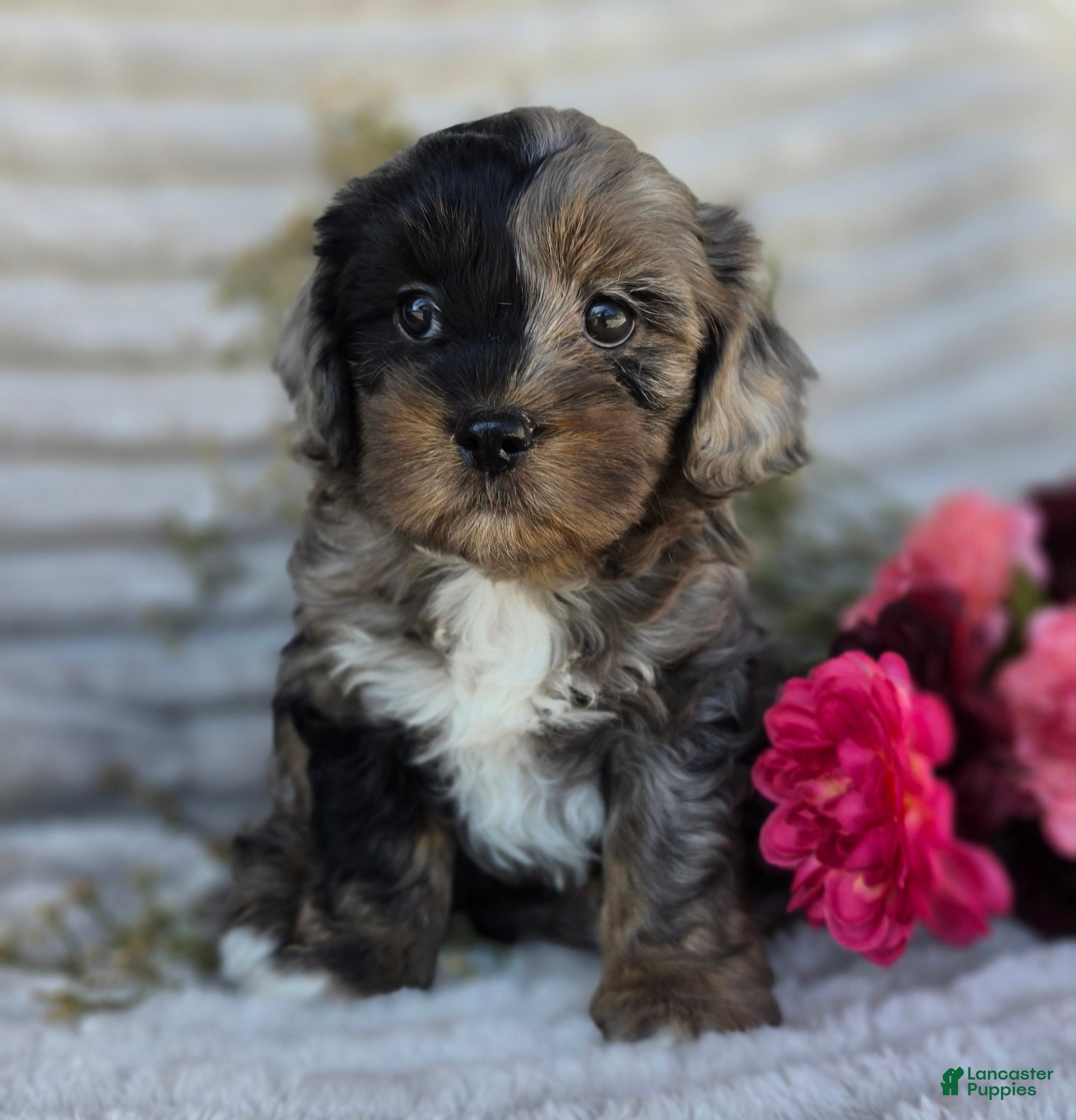 Shihpoo dogs Crystal - Ad 1