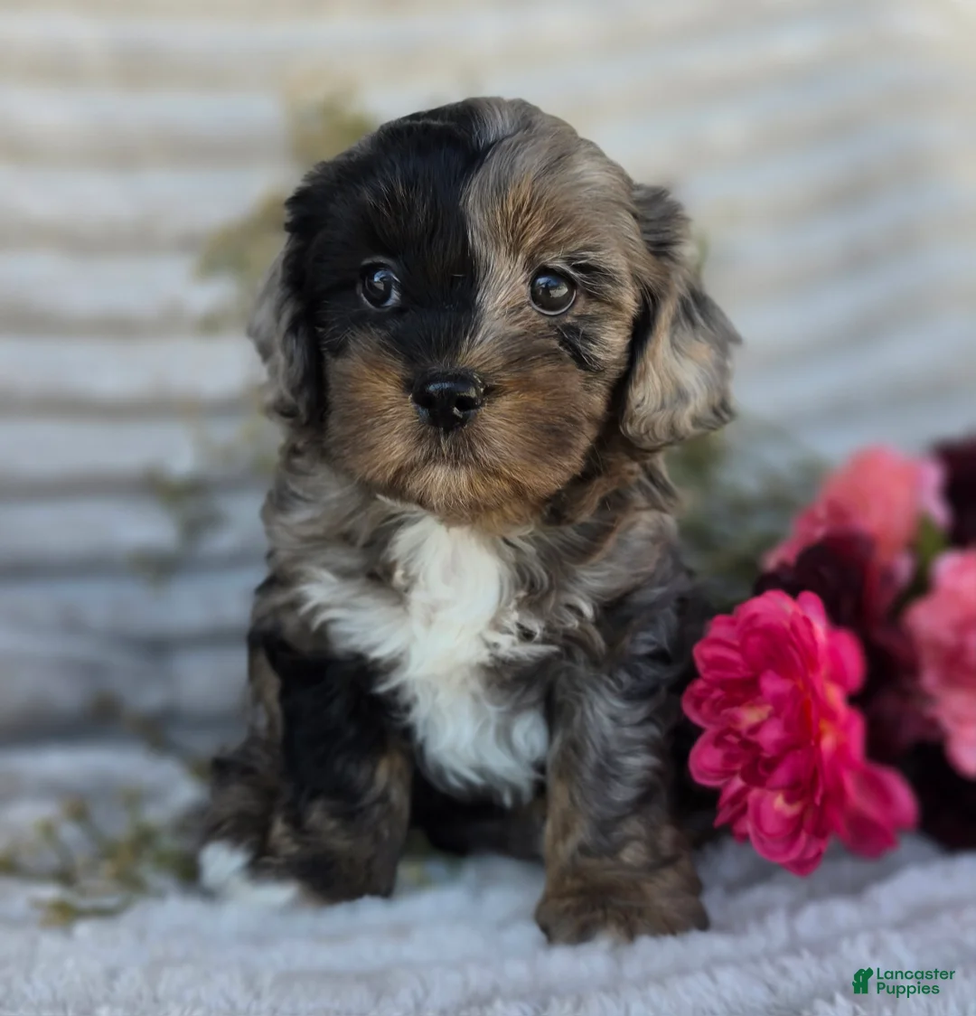 Shihpoo dogs for sale: Crystal - Ad 1