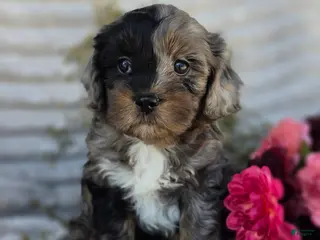 Shihpoo dogs for sale: Crystal - Ad 1