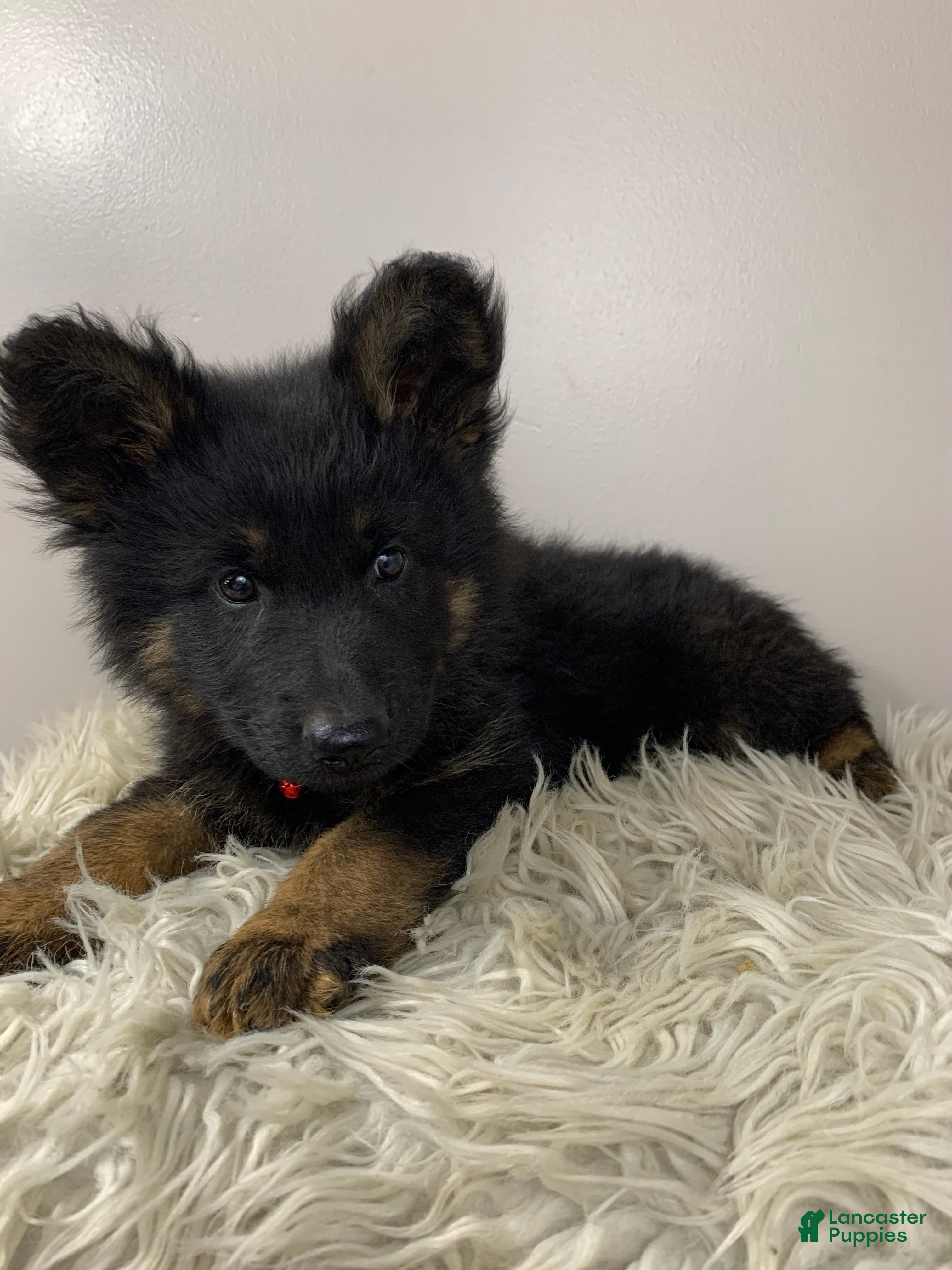 German Shepherd dogs Fizz - Ad 2