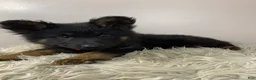 German Shepherd dogs for sale: Fizz - Ad 2