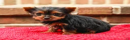 Yorkshire Terrier dogs for sale: Pinky (Extra Small) - Ad 4