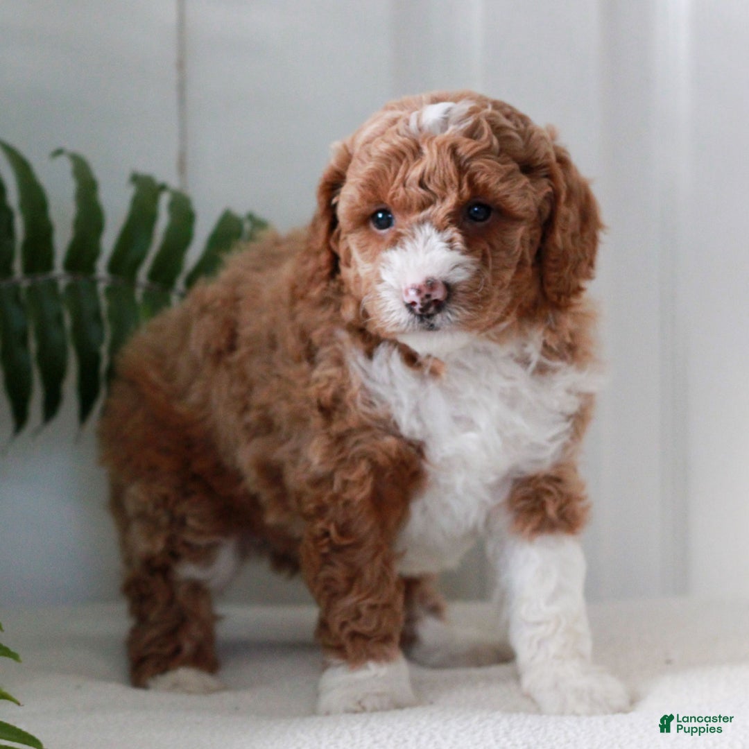 Mini Goldendoodle dogs for sale: Jayla  - Ad 3