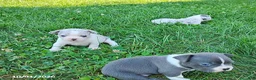 Boston Terrier dogs for sale: River - Ad 3