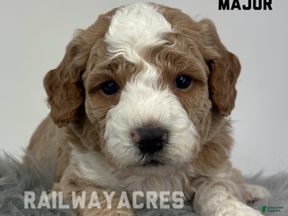 Goldendoodle dogs Major- F1b Mini - Ad 35