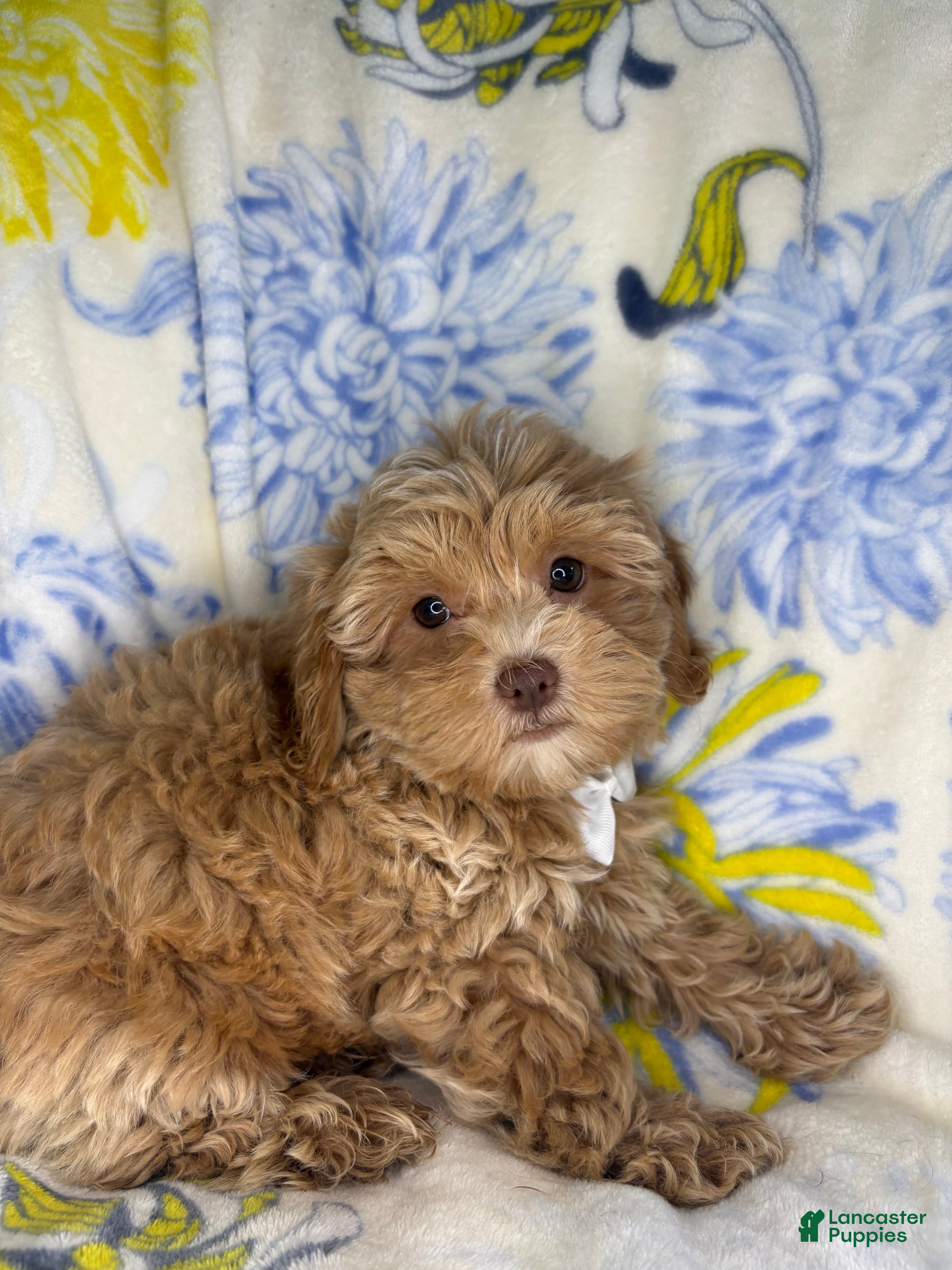 Mixed Breed dogs Mixed Breed 1 - Ad 26