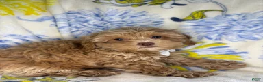 Mixed Breed 1