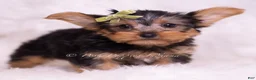 Yorkshire Terrier dogs for sale: Skittles - Ad 4