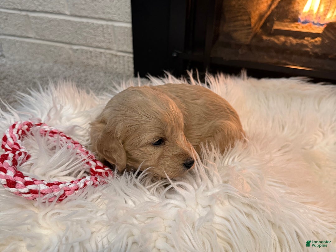 Mini Goldendoodle dogs for sale: Berry - Ad 2