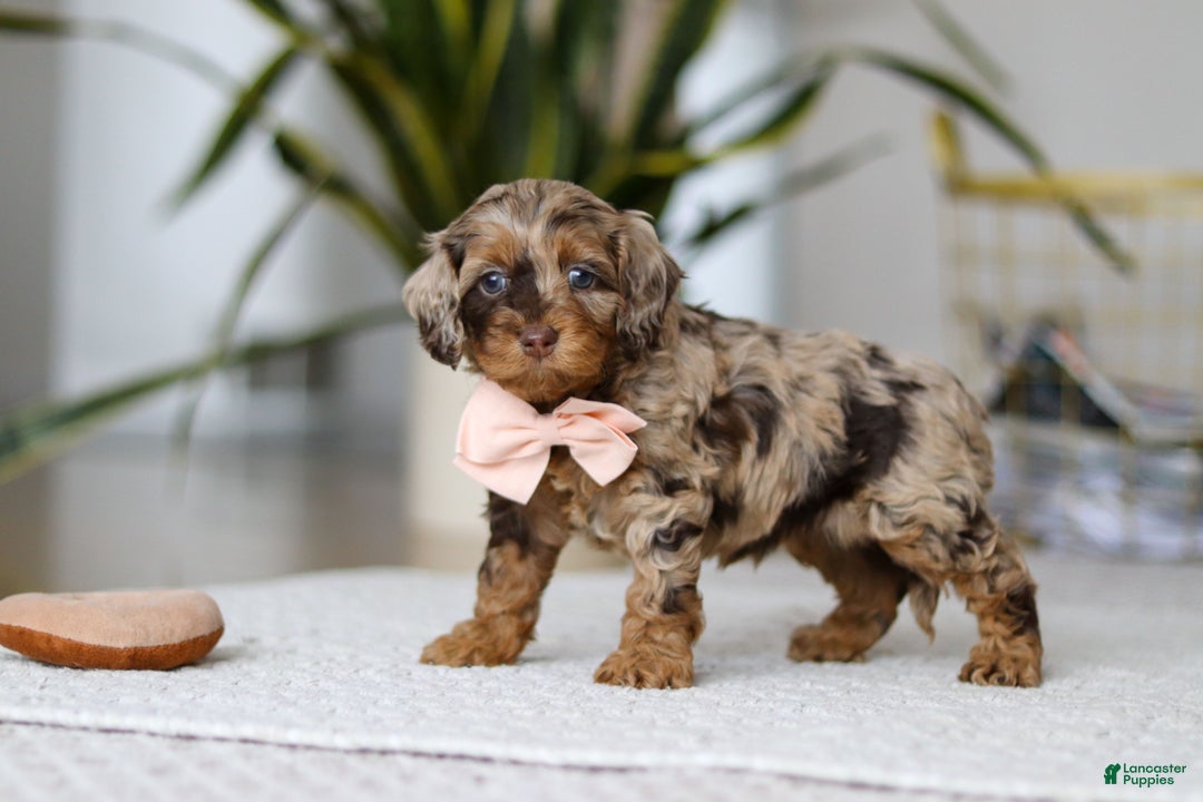 Cockapoo dogs for sale: Taylor - Ad 4