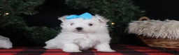 Maltese dogs for sale: ANDREW - Ad 16