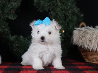 Maltese dogs ANDREW - Ad 40