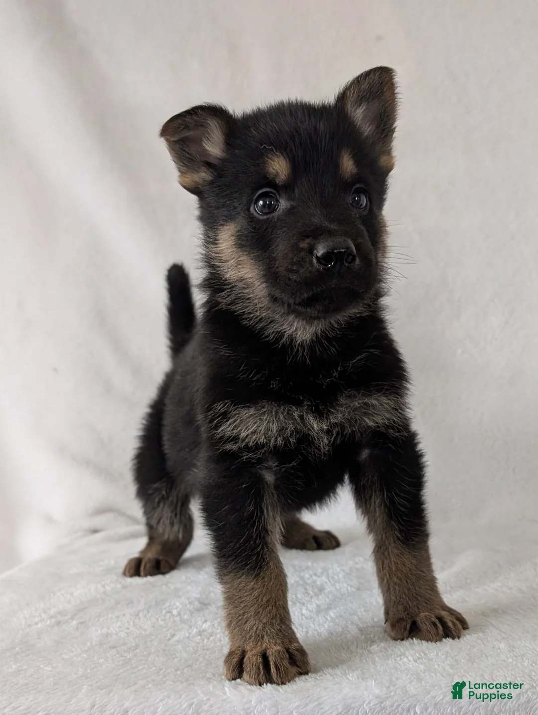 German Shepherd dogs for sale: Ryder  - Ad 9