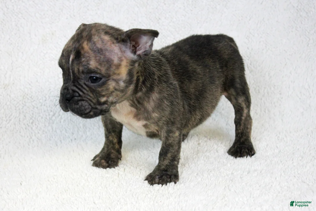 American Bully dogs for sale: Brindle Female - Ad 3