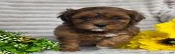 Shihpoo dogs for sale: Carli - Ad 10