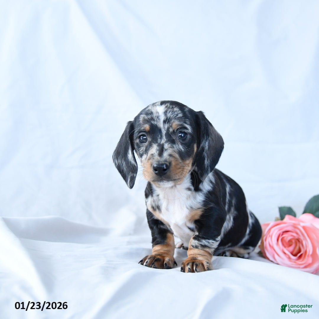 Miniature Dachshund dogs for sale: Oscar - Ad 2