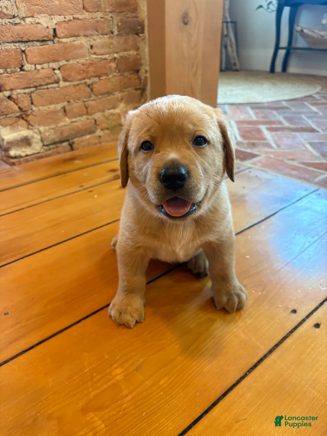 Labrador Retriever dogs for sale: Biscuit - Ad 1