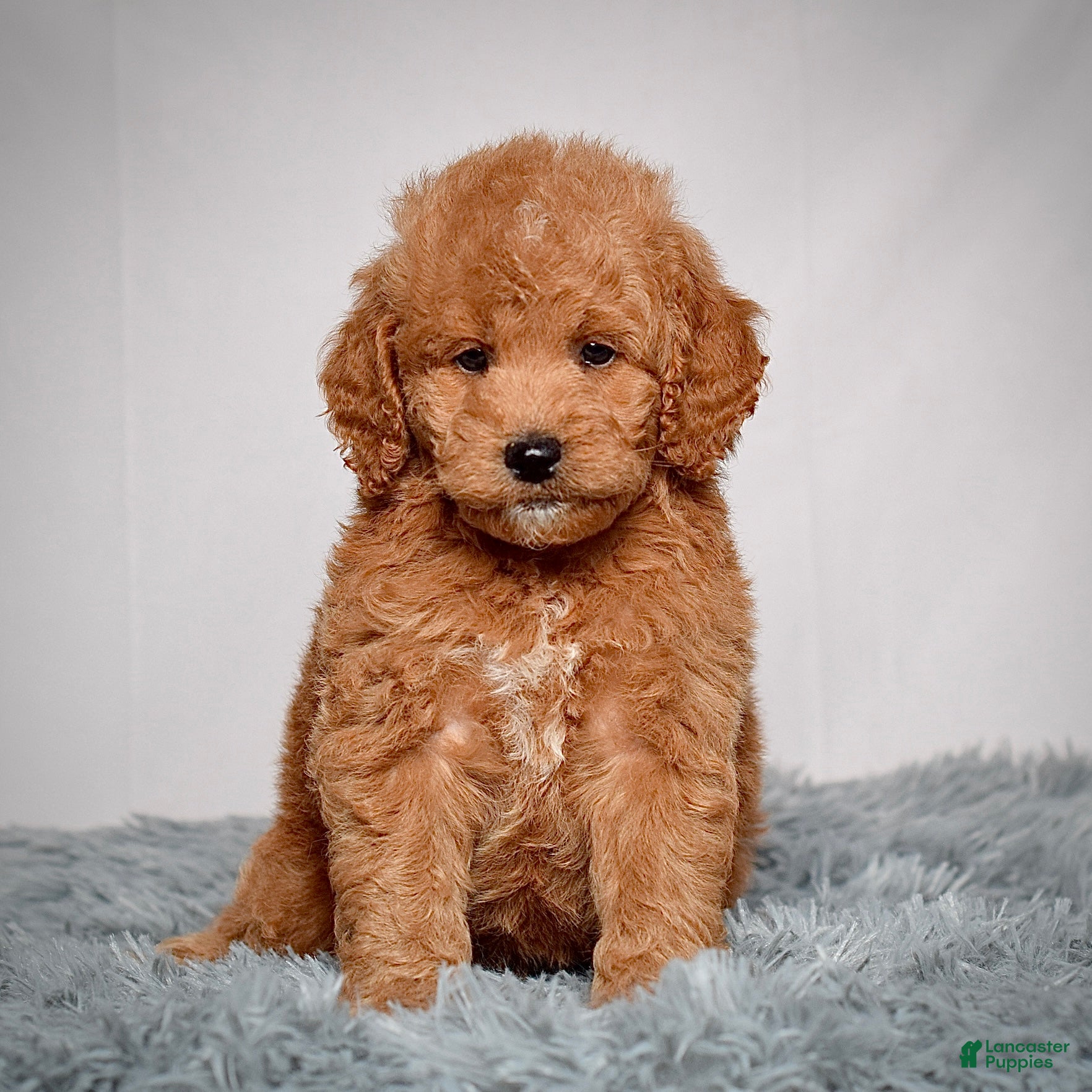 Goldendoodle Puppies for sale in Ohio Lancaster Puppies