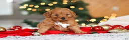 Mini Goldendoodle dogs for sale: Odin  - Ad 3