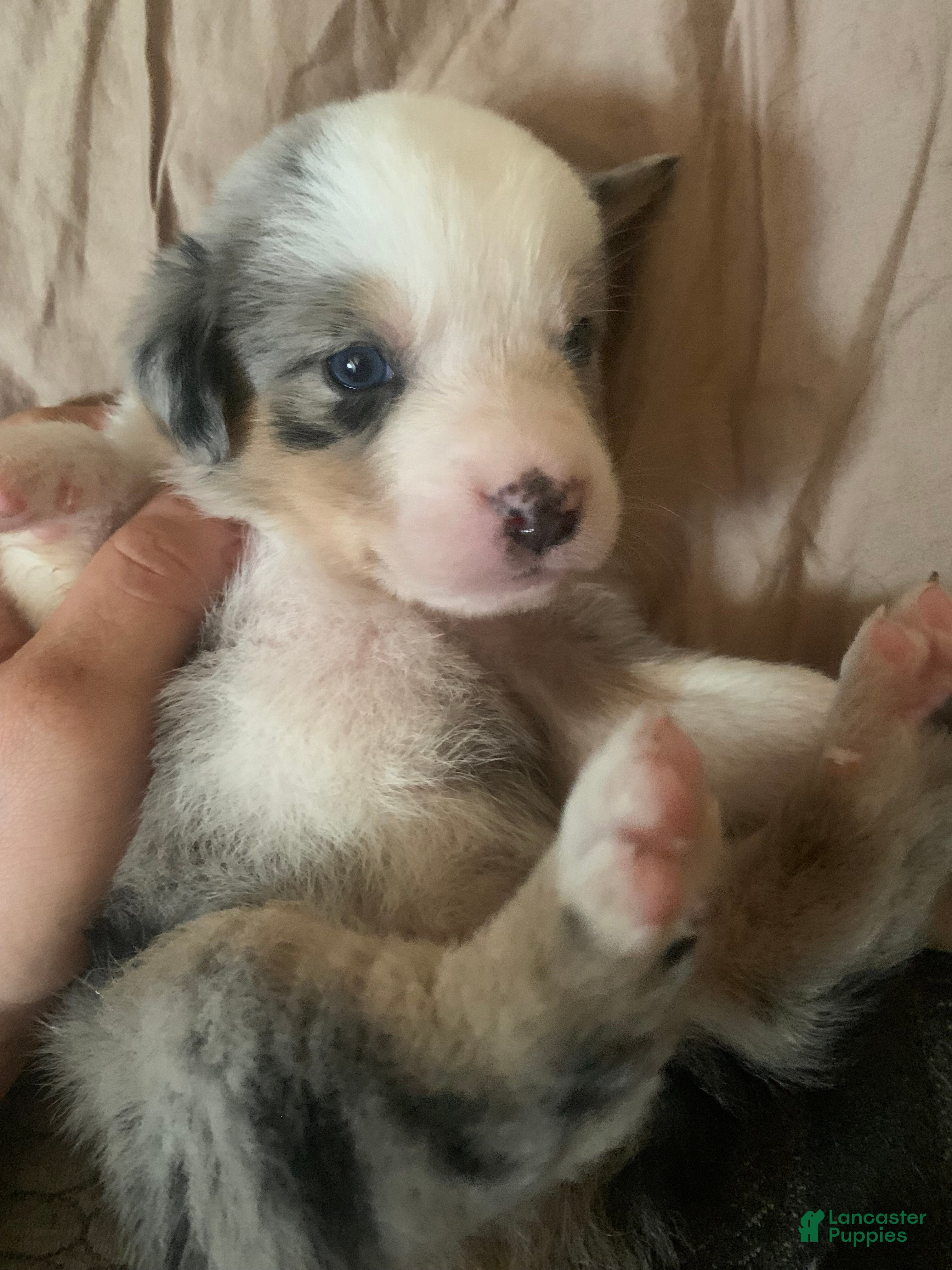 Australian Shepherd dogs Australian Shepherd 1 - Ad 9