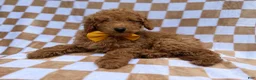 Miniature Poodle dogs for sale: Moose - Ad 6