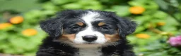 Bernese Mountain Dog dogs for sale: Brooklynn - Ad 3