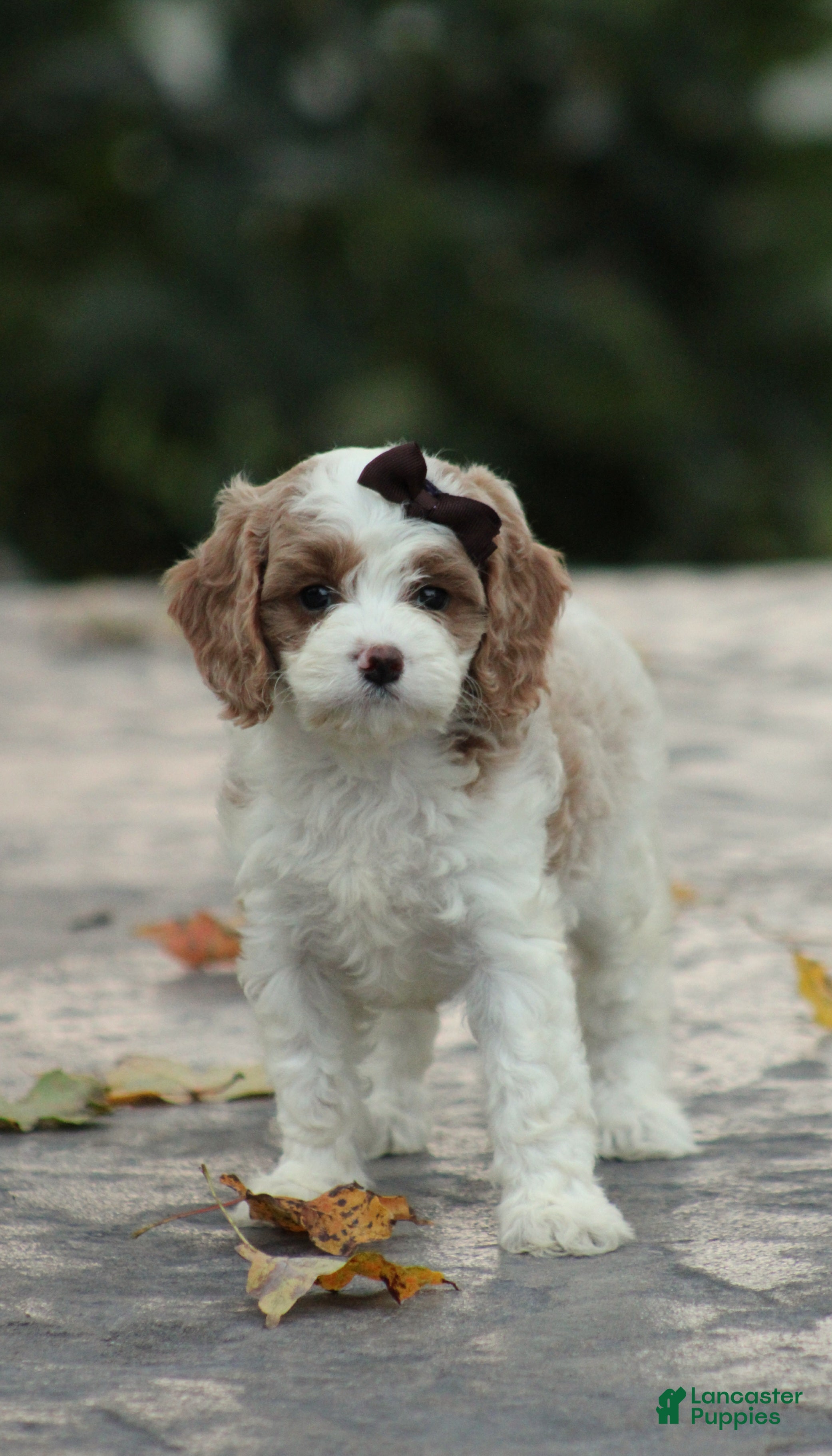 Cavapoo dogs Bella - Ad 1