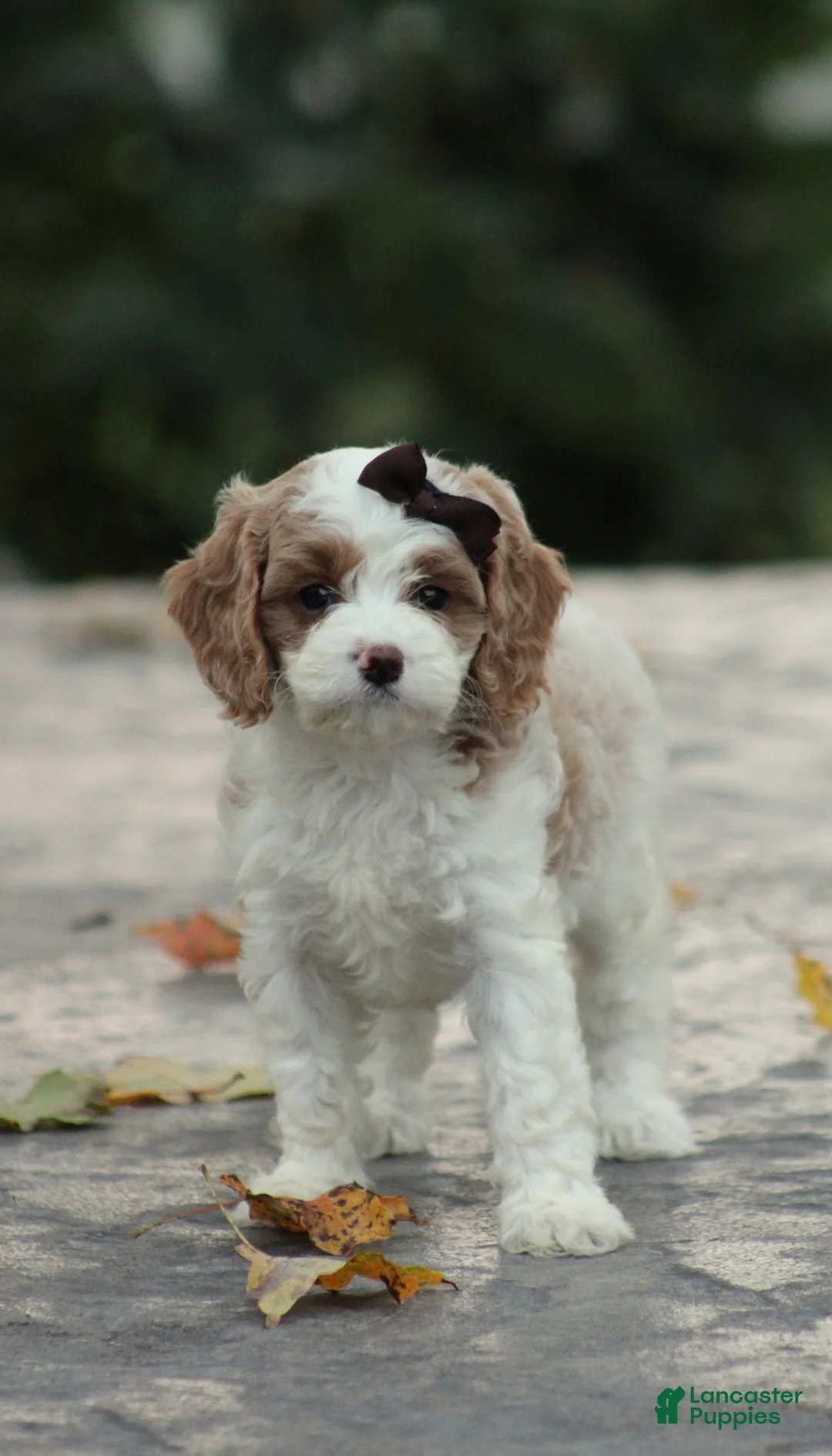 Cavapoo dogs for sale: Bella - Ad 1
