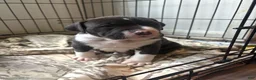 Mixed Breed dogs for sale: Bruno - Ad 1
