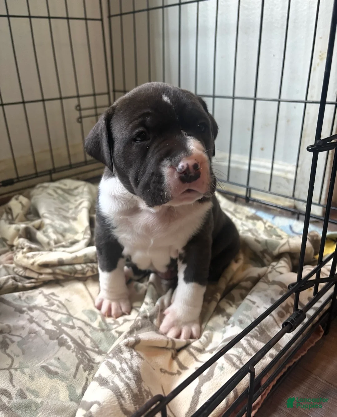 Mixed Breed dogs for sale: Bruno - Ad 1