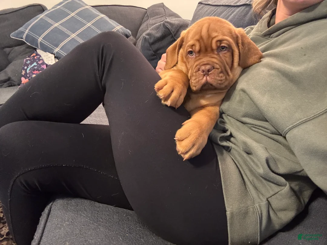 Dogue De Bordeaux dogs for sale: Dogue De Bordeaux Puppy 5 - Ad 8