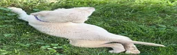 Labrador Retriever dogs for sale: Labrador Retriever 1 - Ad 4