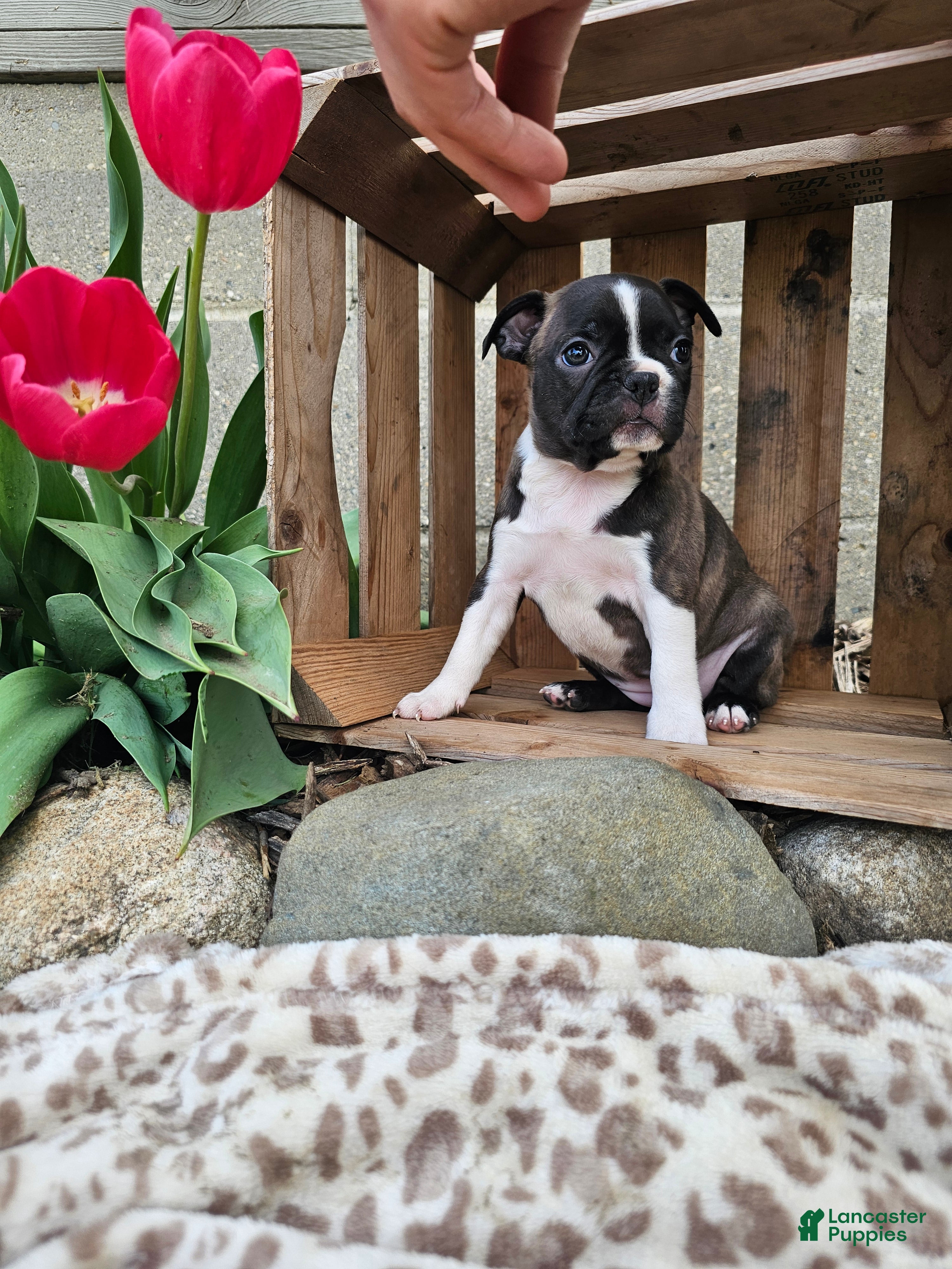 Boston Terrier dogs Amber - Ad 1