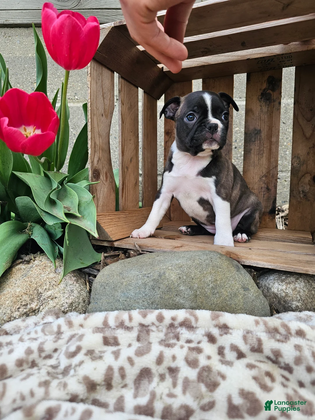 Boston Terrier dogs for sale: Amber - Ad 1