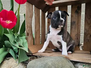Boston Terrier dogs for sale: Amber - Ad 1