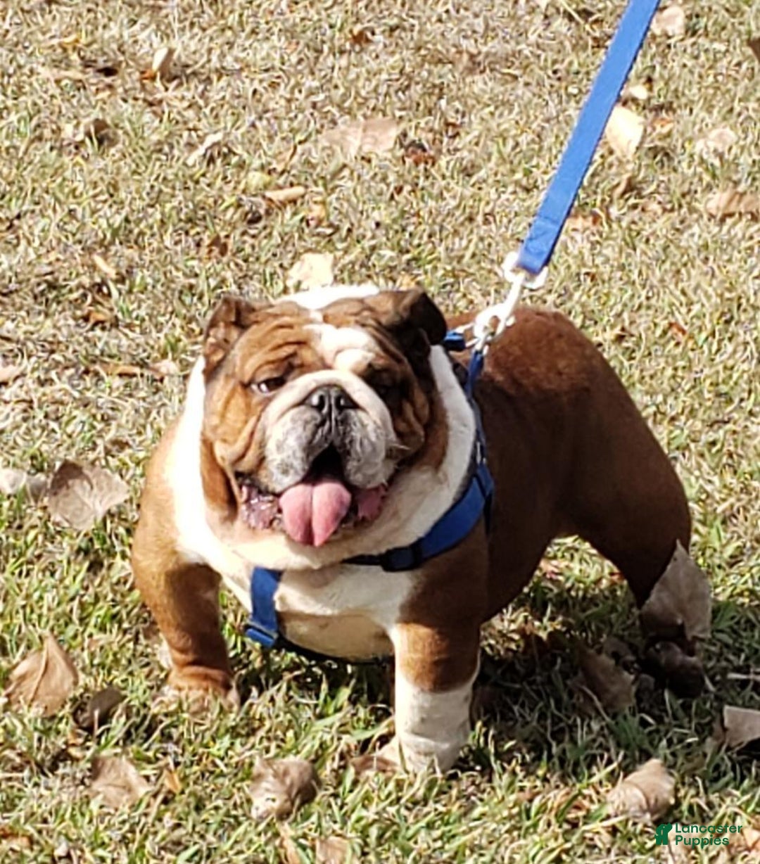 Mixed Breed dogs for sale: Mixed Breed Puppy 1 - Ad 7