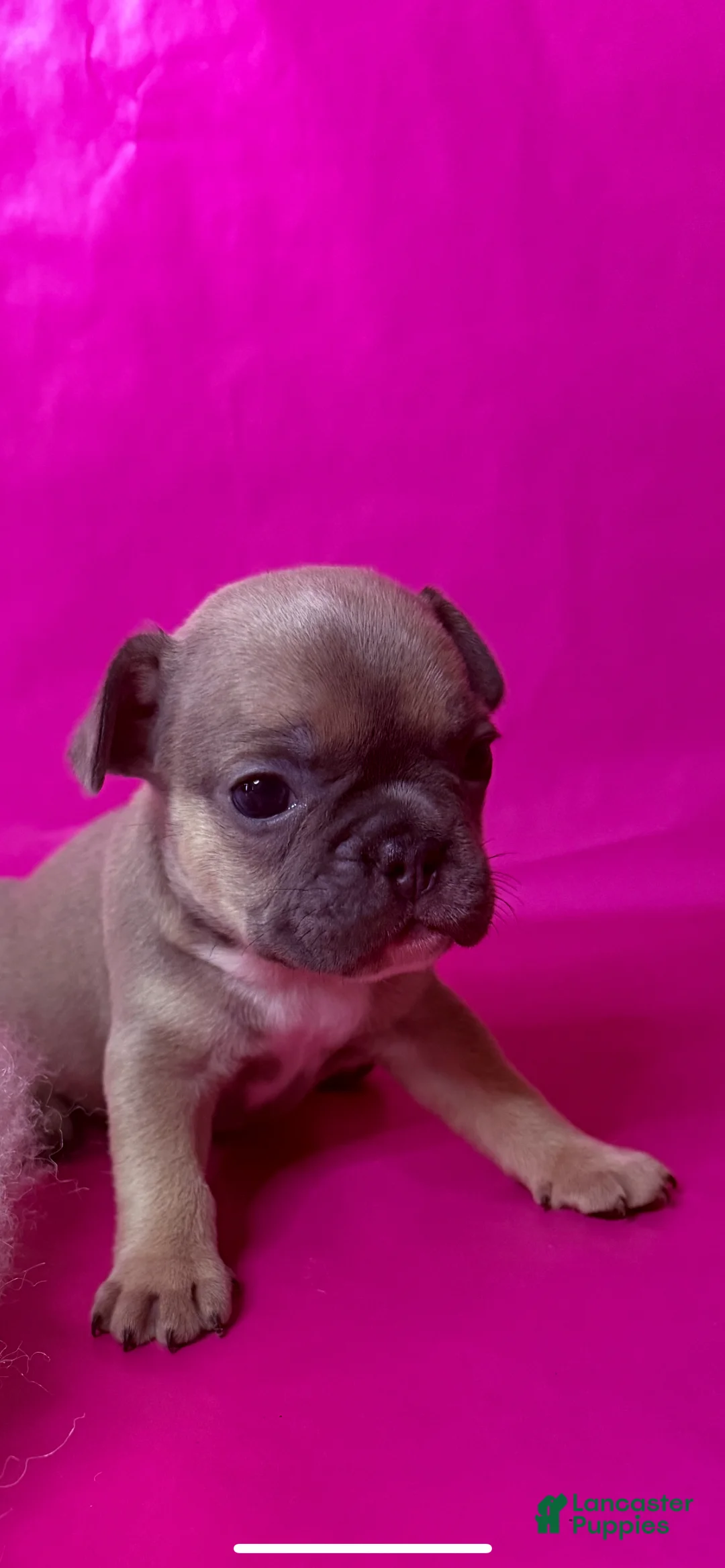 French Bulldog dogs for sale: French Bulldog 3 - Ad 2