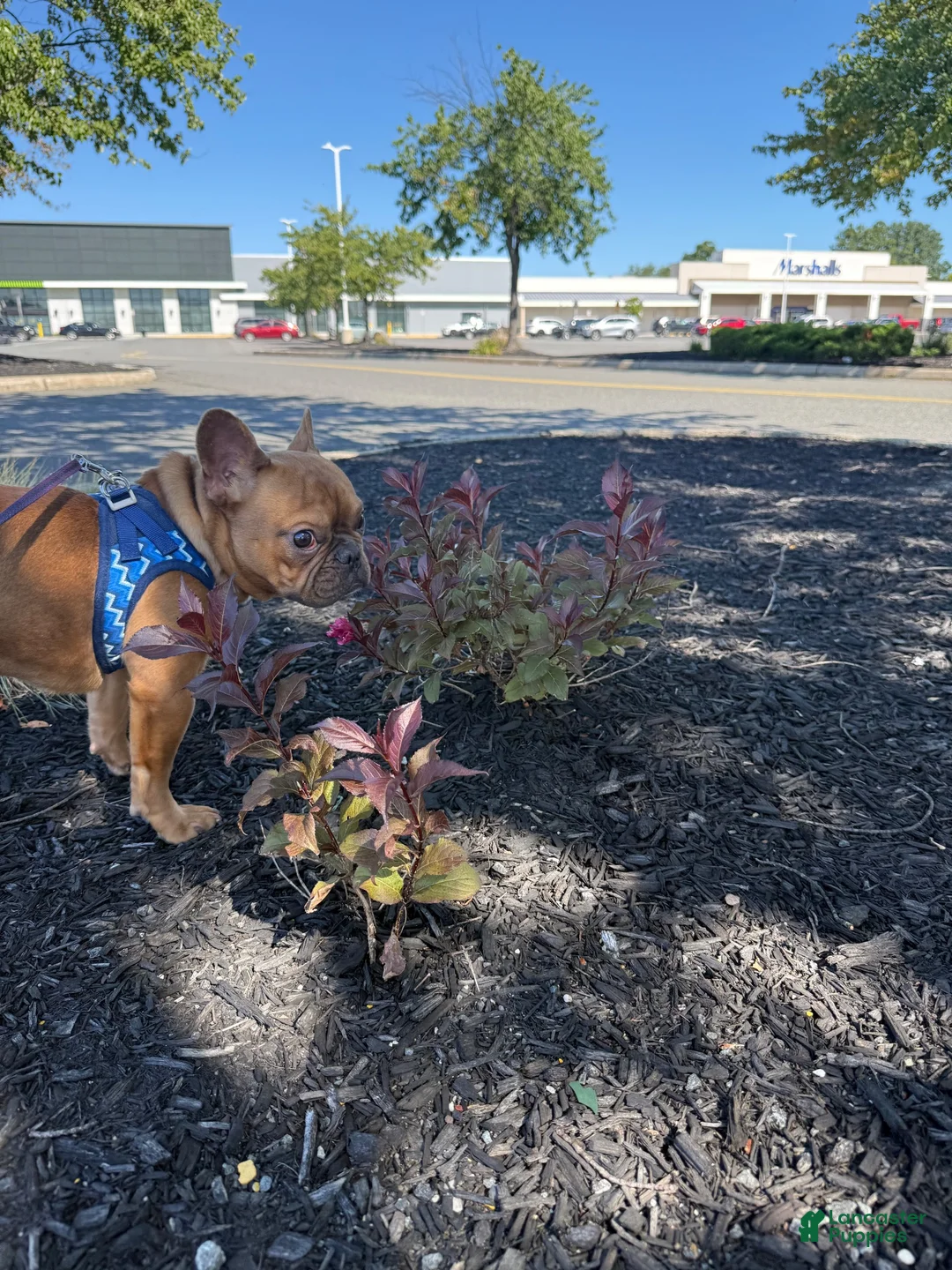 French Bulldog dogs for sale: Handsome French Bulldog Male - Ad 4