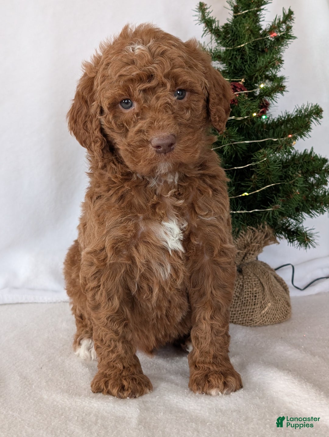 Goldendoodle dogs for sale: Porter  - Ad 20