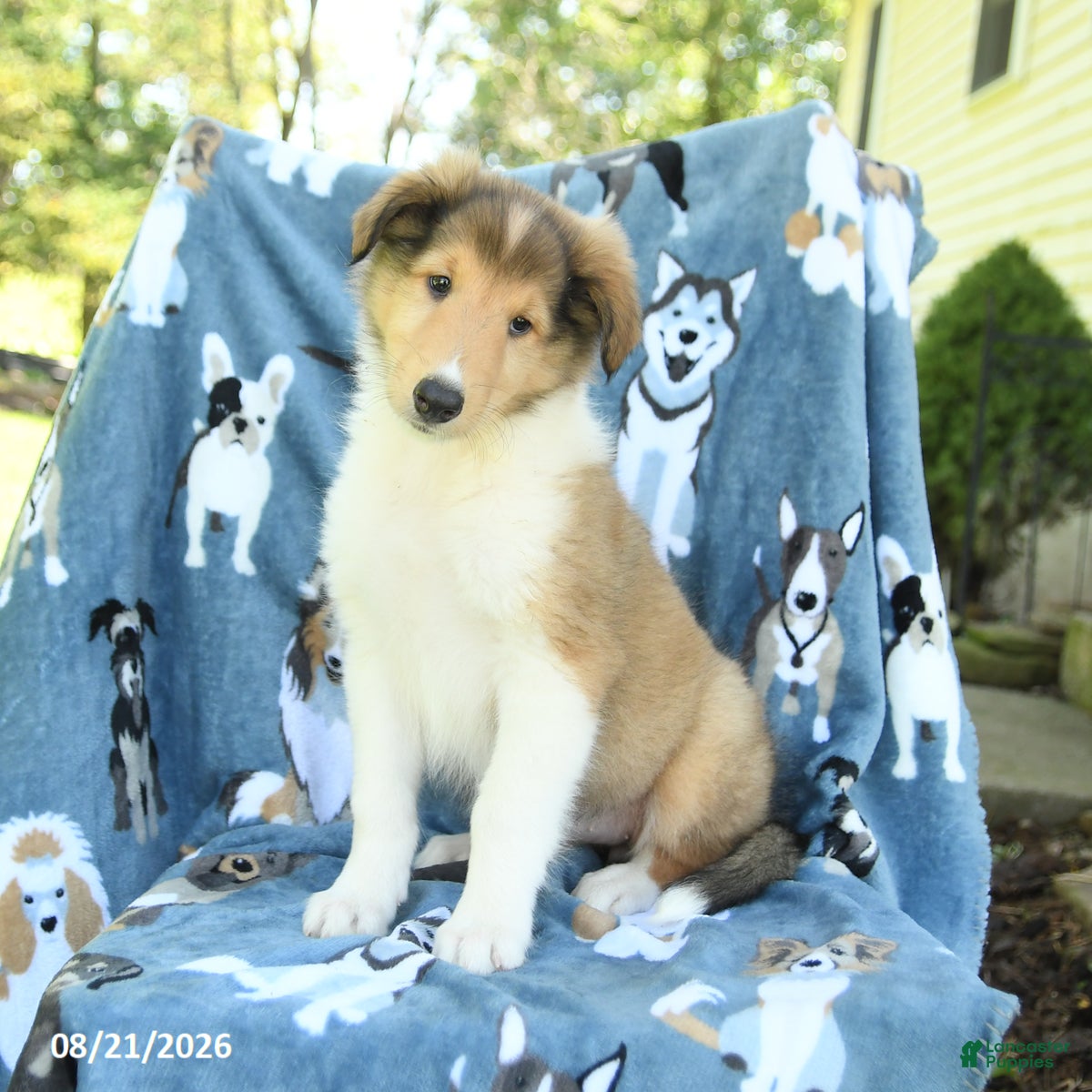 Collie dogs Ocean - Ad 1