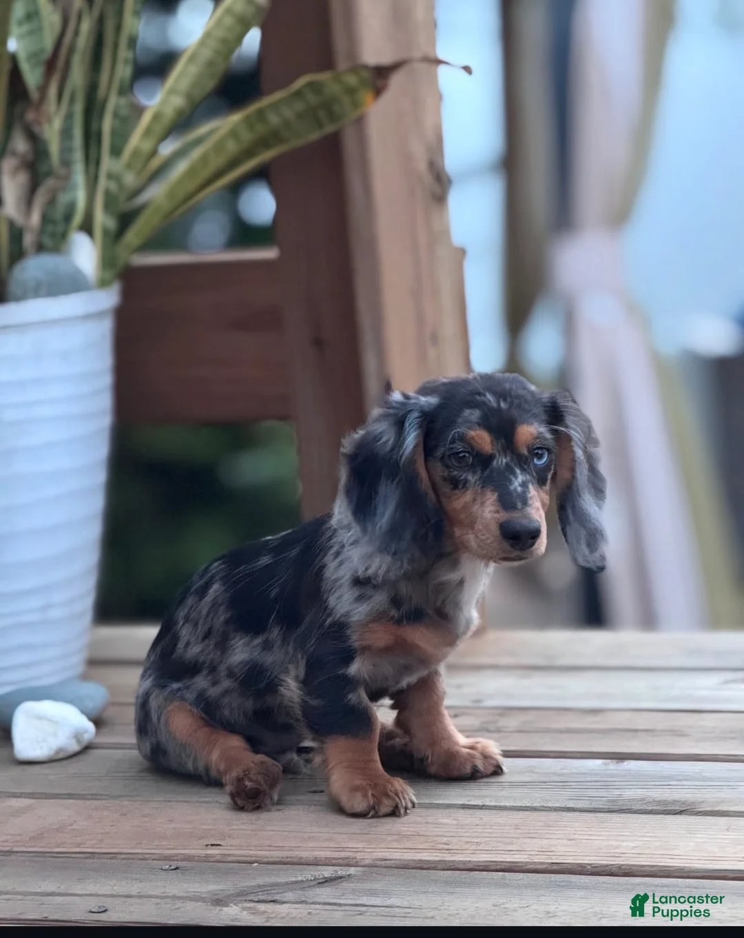 Dachshund dogs for sale: Dachshund 2 - Ad 2